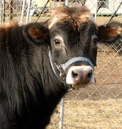 artificial insemination cattle