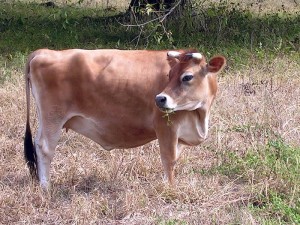 Brown And White Old World Style Jersey Cow looking Left