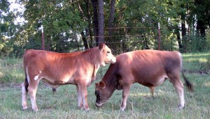 Julius & Hector Mini Jersey Cows