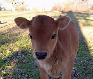 Julius the Jersey Cow
