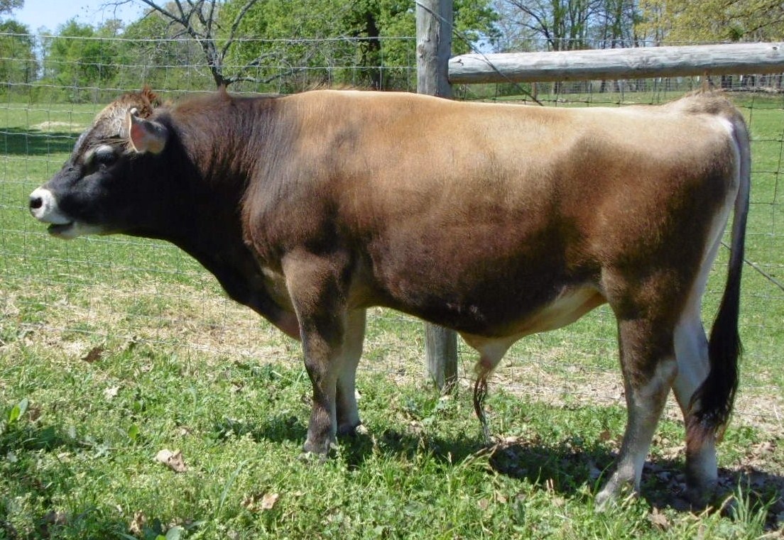 jersey bulls animal