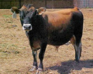 Jersey Bull George