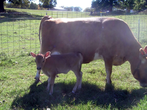 miniature Jersey heifer and cow