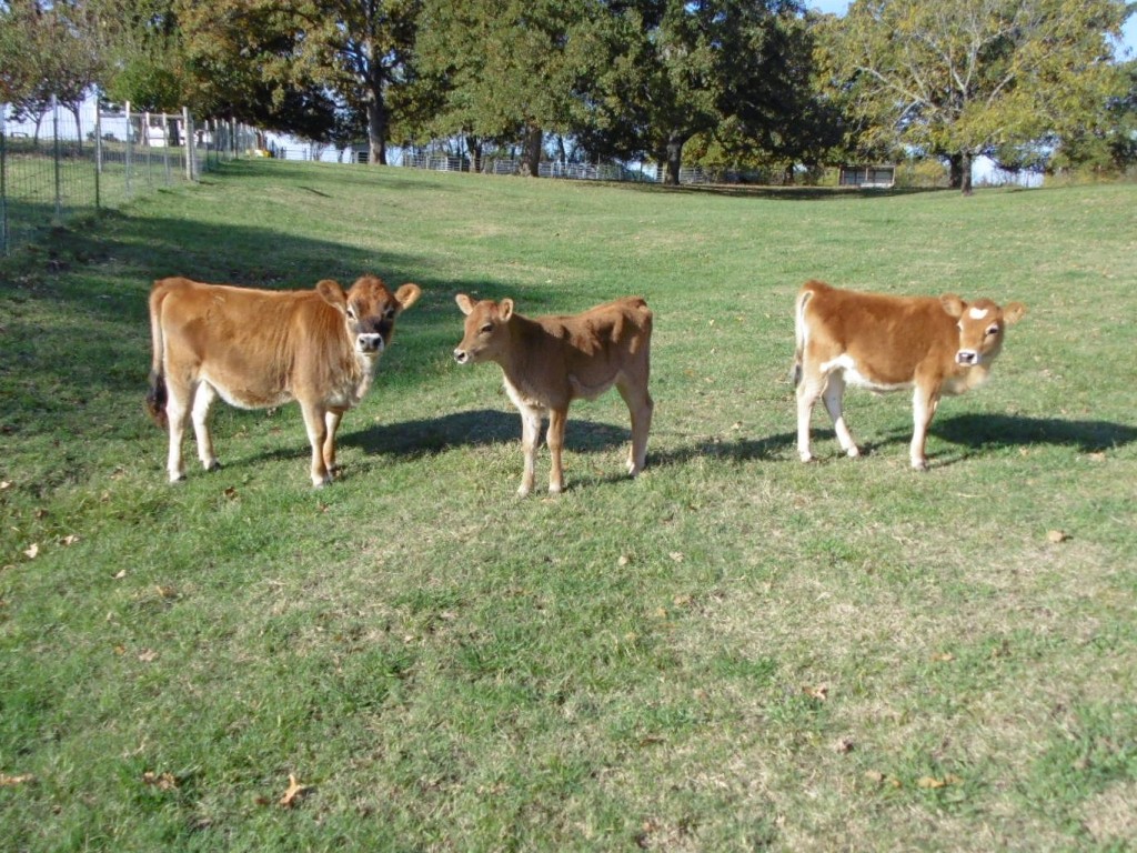 Artificial Insemination in Mini Jerseys